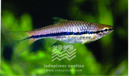 Rasbora Tubbi